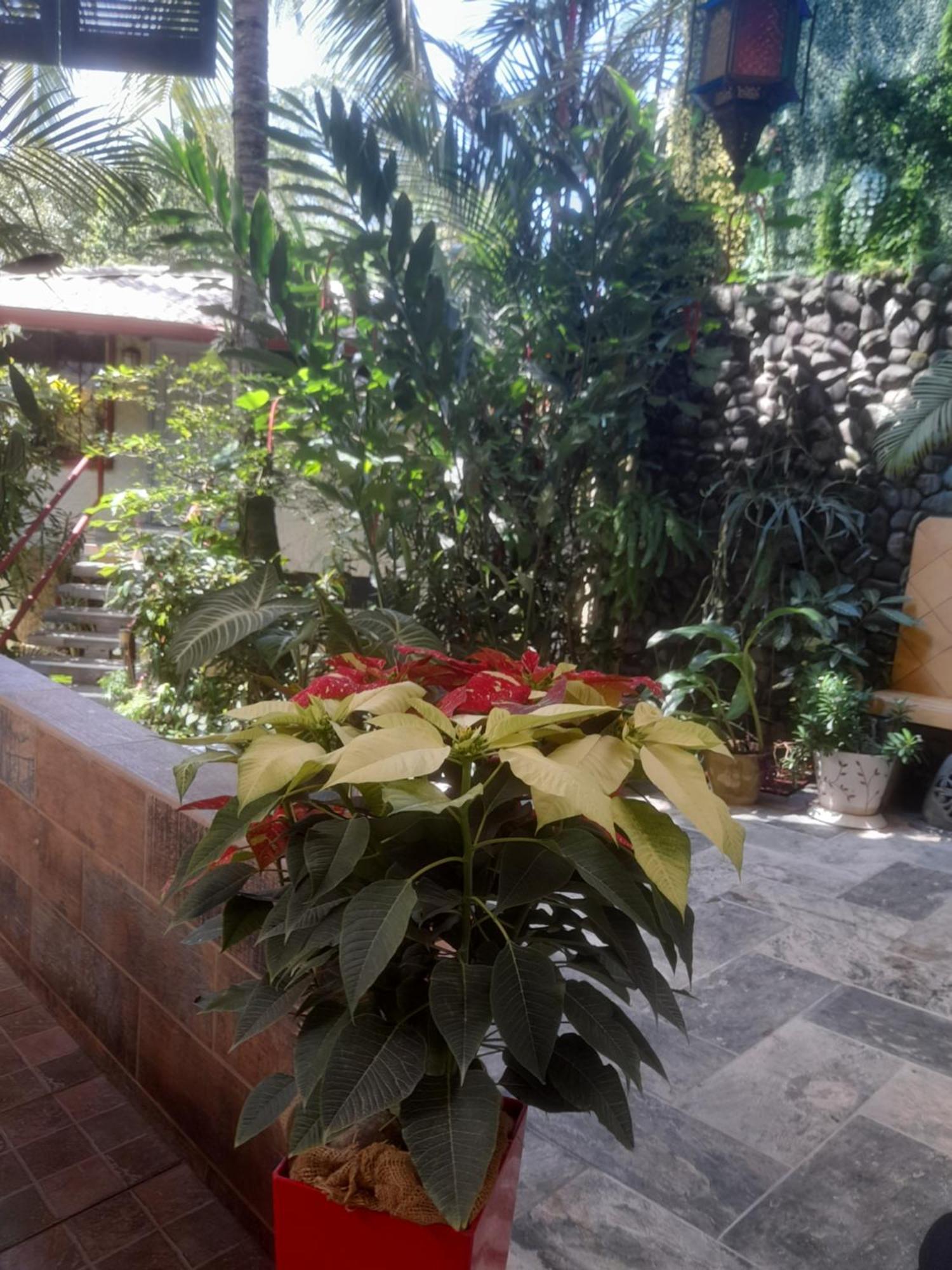 Coyaba Tropical Elegant Adult Guesthouse 曼努埃尔安东尼奥 外观 照片